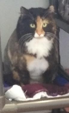 Enlarge Patches, a ADOPTABLE Domestic Long Hair in Libby, MT image 2/6