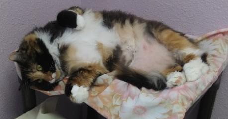 Enlarge Patches, a ADOPTABLE Domestic Long Hair in Libby, MT image 5/6