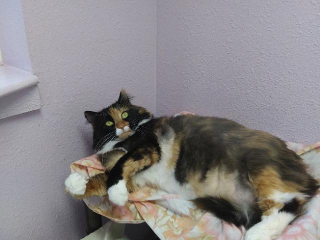 Patches, ADOPTABLE, Adult Female Domestic Long Hair.