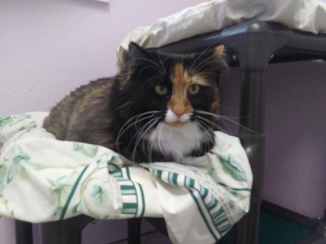Enlarge Patches, a ADOPTABLE Domestic Long Hair in Libby, MT image 6/6