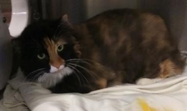 Enlarge Patches, a ADOPTABLE Domestic Long Hair in Libby, MT image 4/6