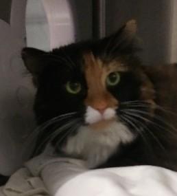 Enlarge Patches, a ADOPTABLE Domestic Long Hair in Libby, MT image 3/6