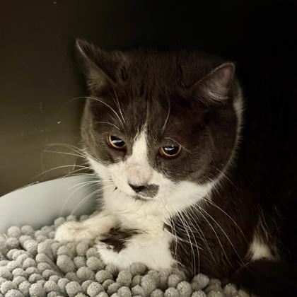 Isabella, Adult Female Domestic Short Hair