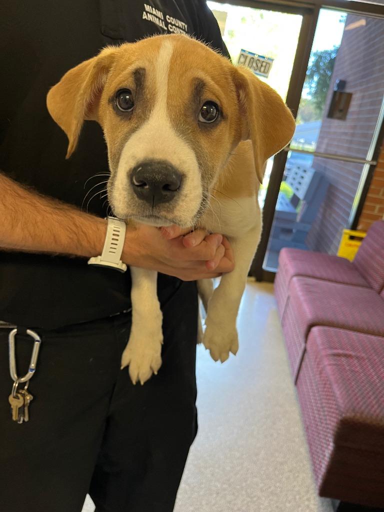 Hocus, Adoptable, Puppy Male Mixed Breed.