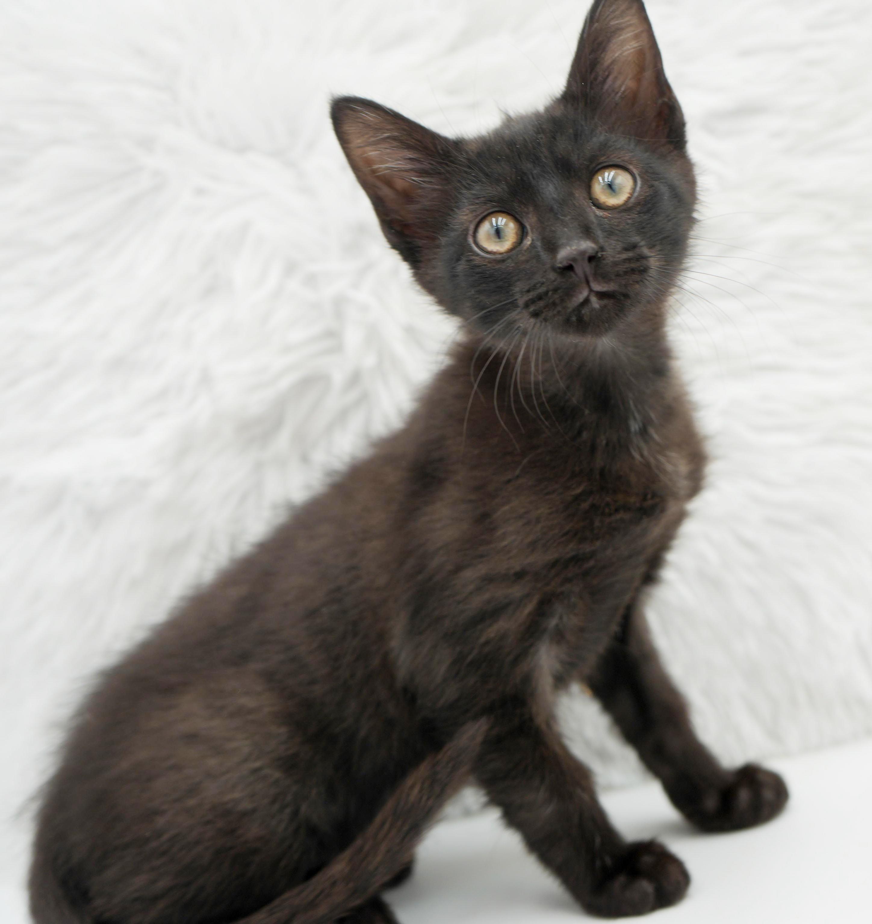 Hocus is hot diggity wonderful!, Adoptable, Kitten Male Norwegian Forest Cat & Maine Coon.