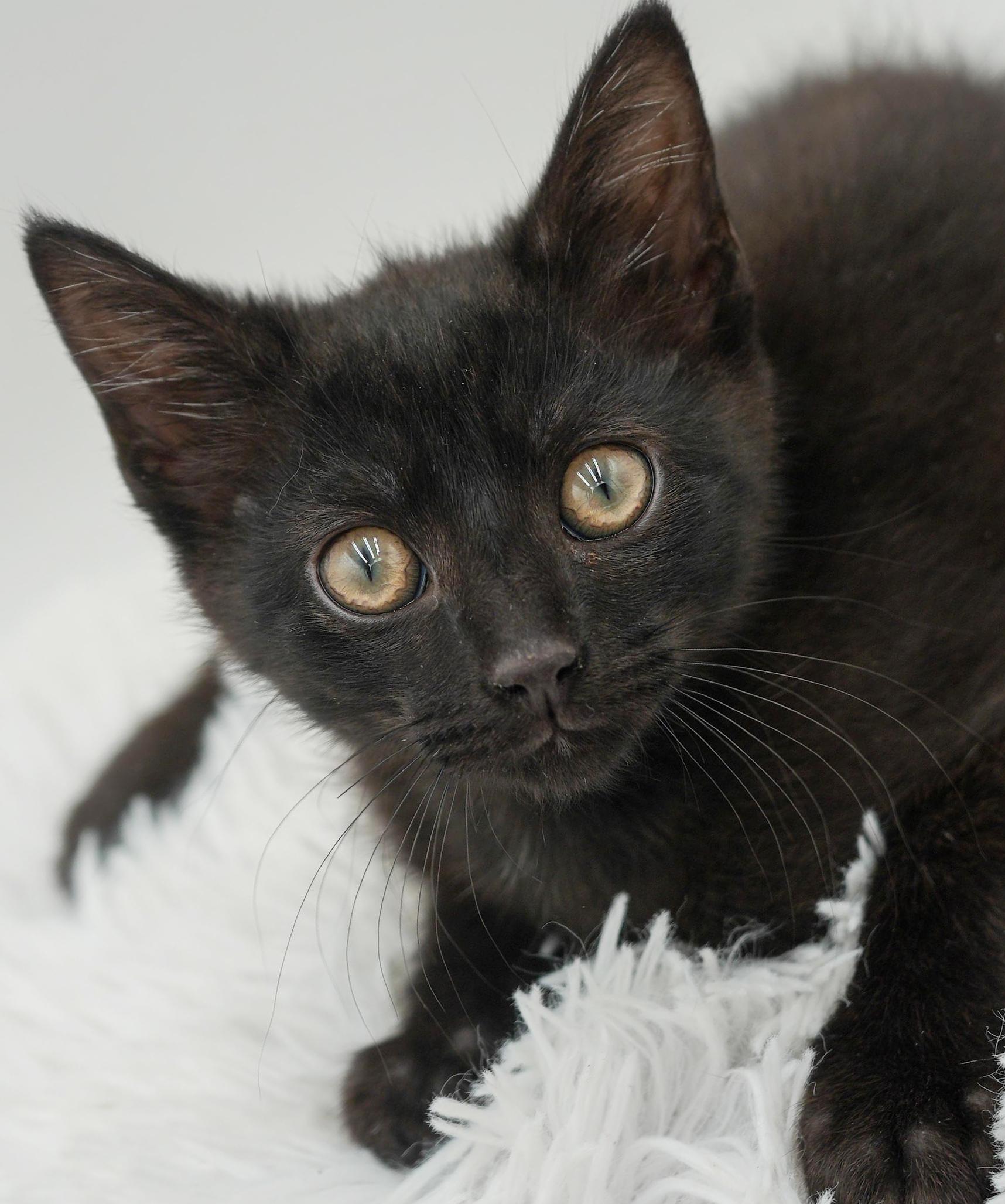 Hocus is hot diggity wonderful!, a Adoptable mixed breed in Bedford Hills, NY image 3/6