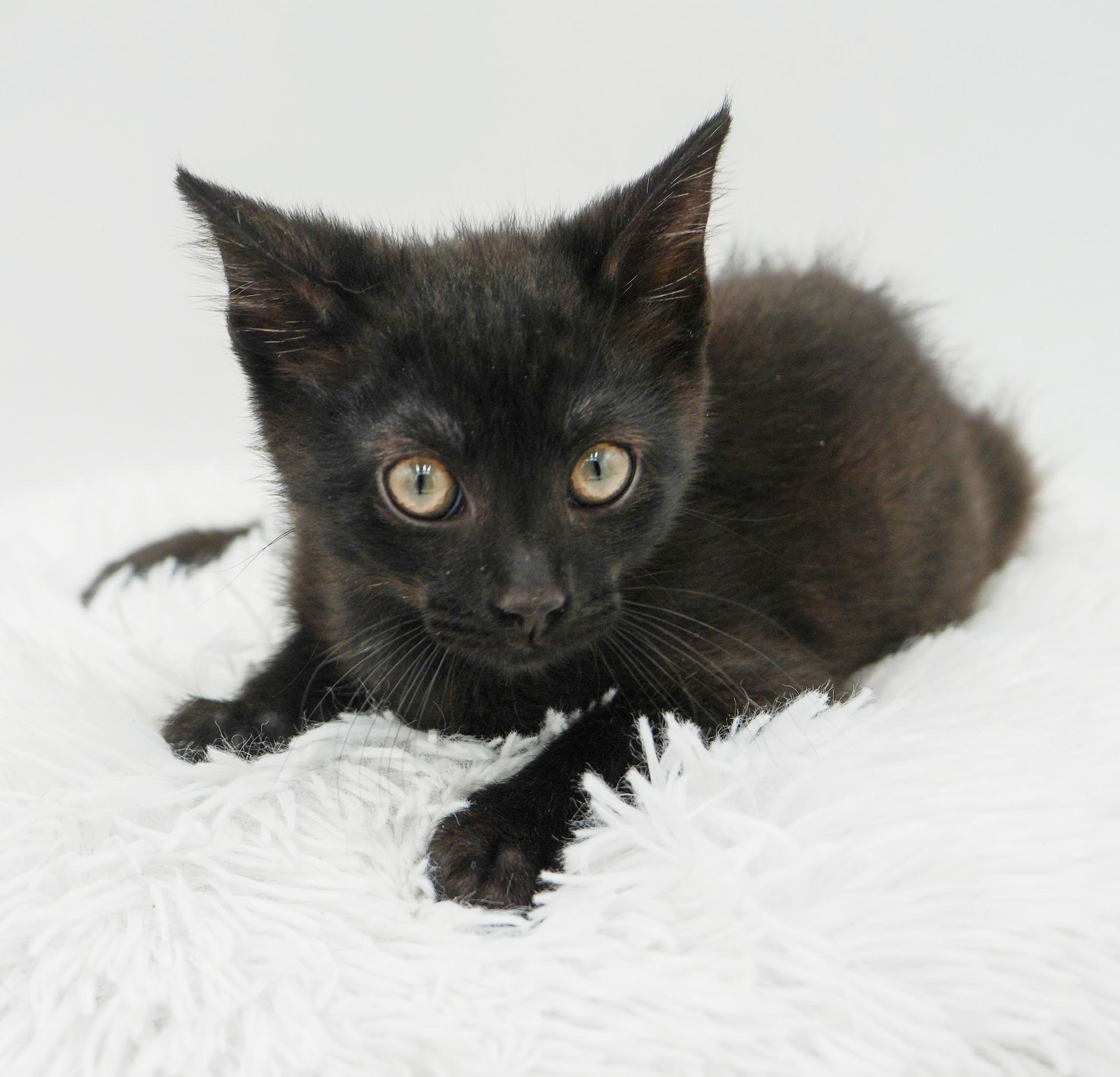 Hocus is hot diggity wonderful!, a Adoptable mixed breed in Bedford Hills, NY image 4/6