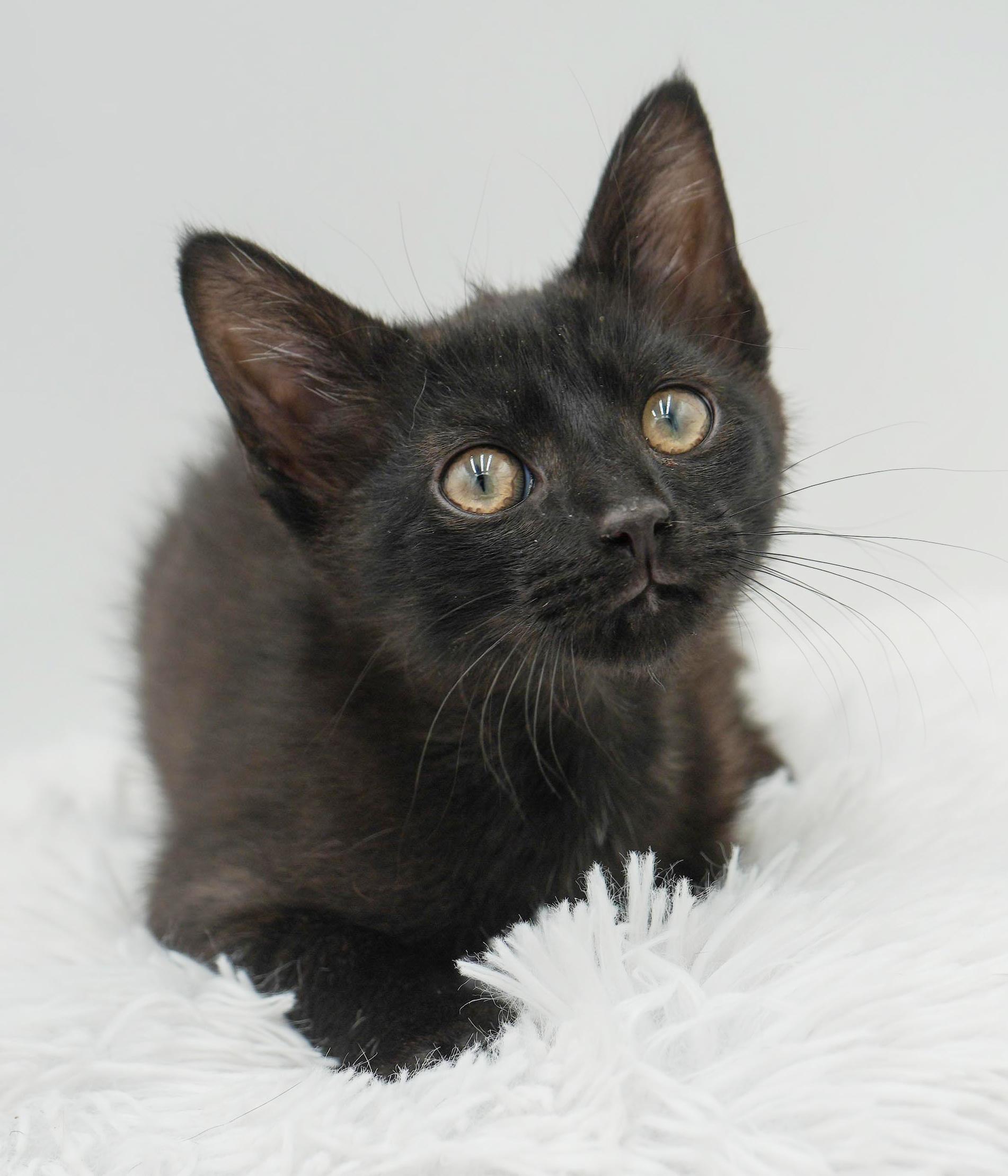 Hocus is hot diggity wonderful!, a Adoptable mixed breed in Bedford Hills, NY image 5/6