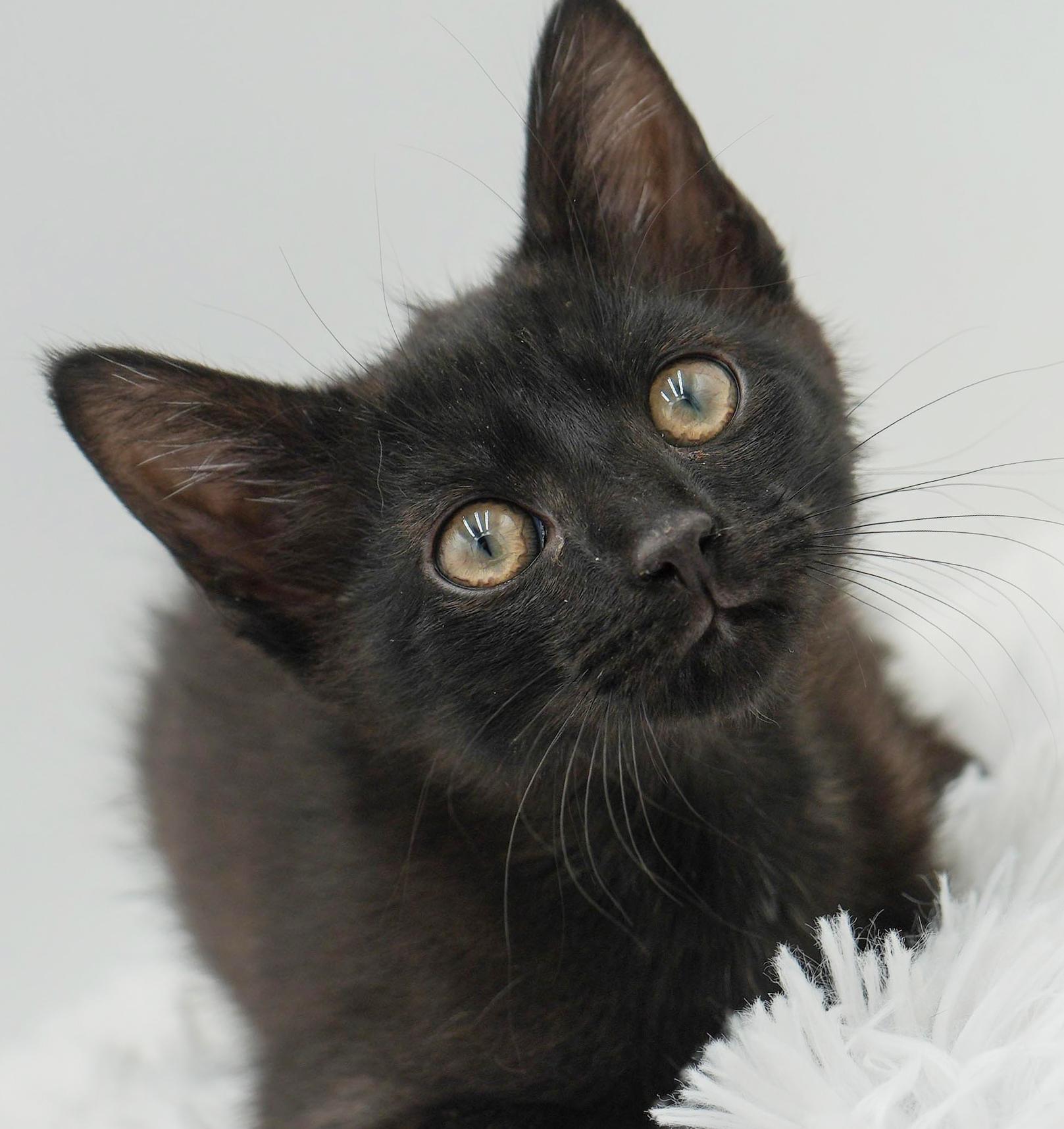 Hocus is hot diggity wonderful!, a Adoptable mixed breed in Bedford Hills, NY image 6/6