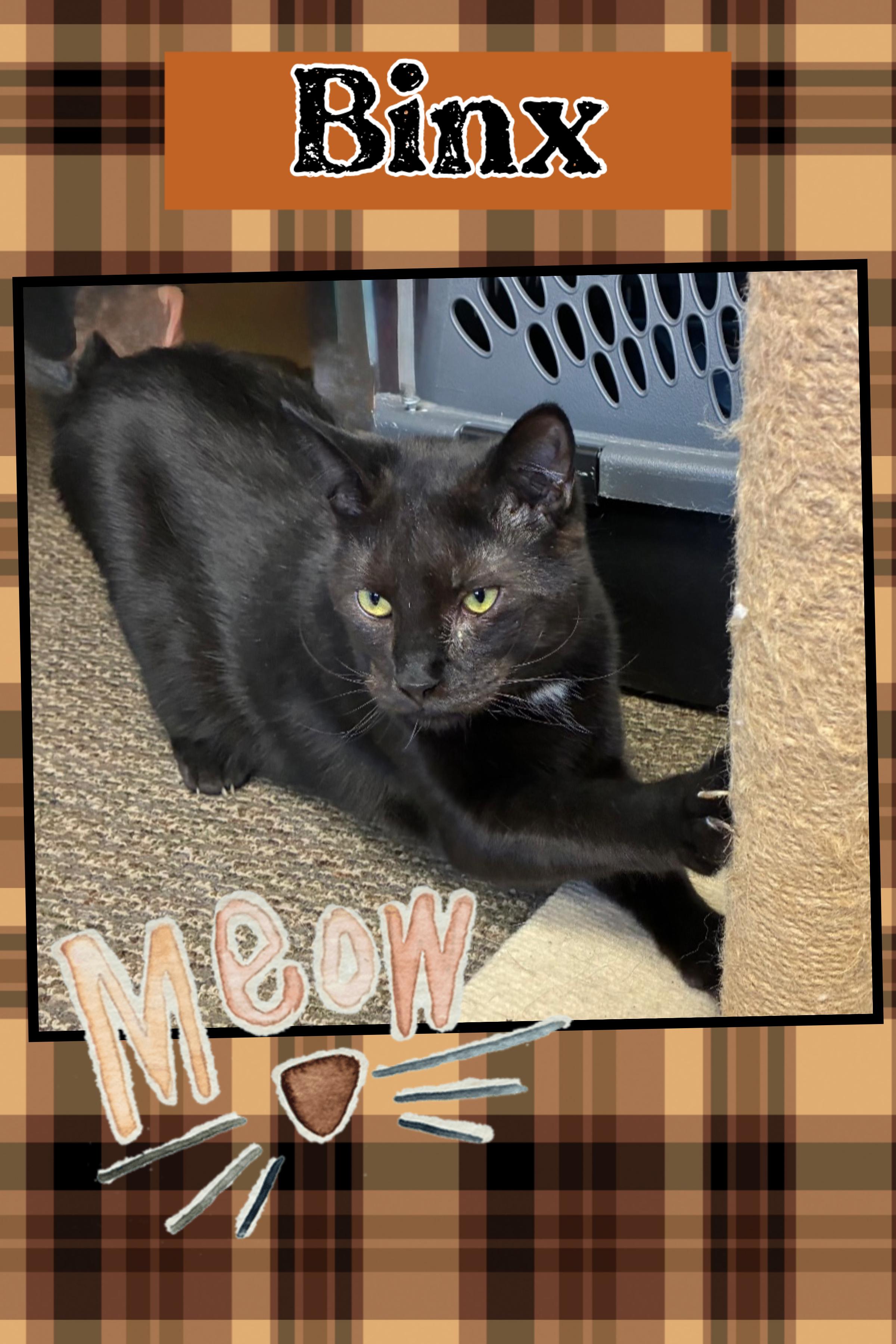 Binx, Adoptable, Adult Male Domestic Short Hair.