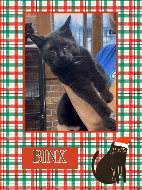 Binx, Adoptable, Adult Male Domestic Short Hair.