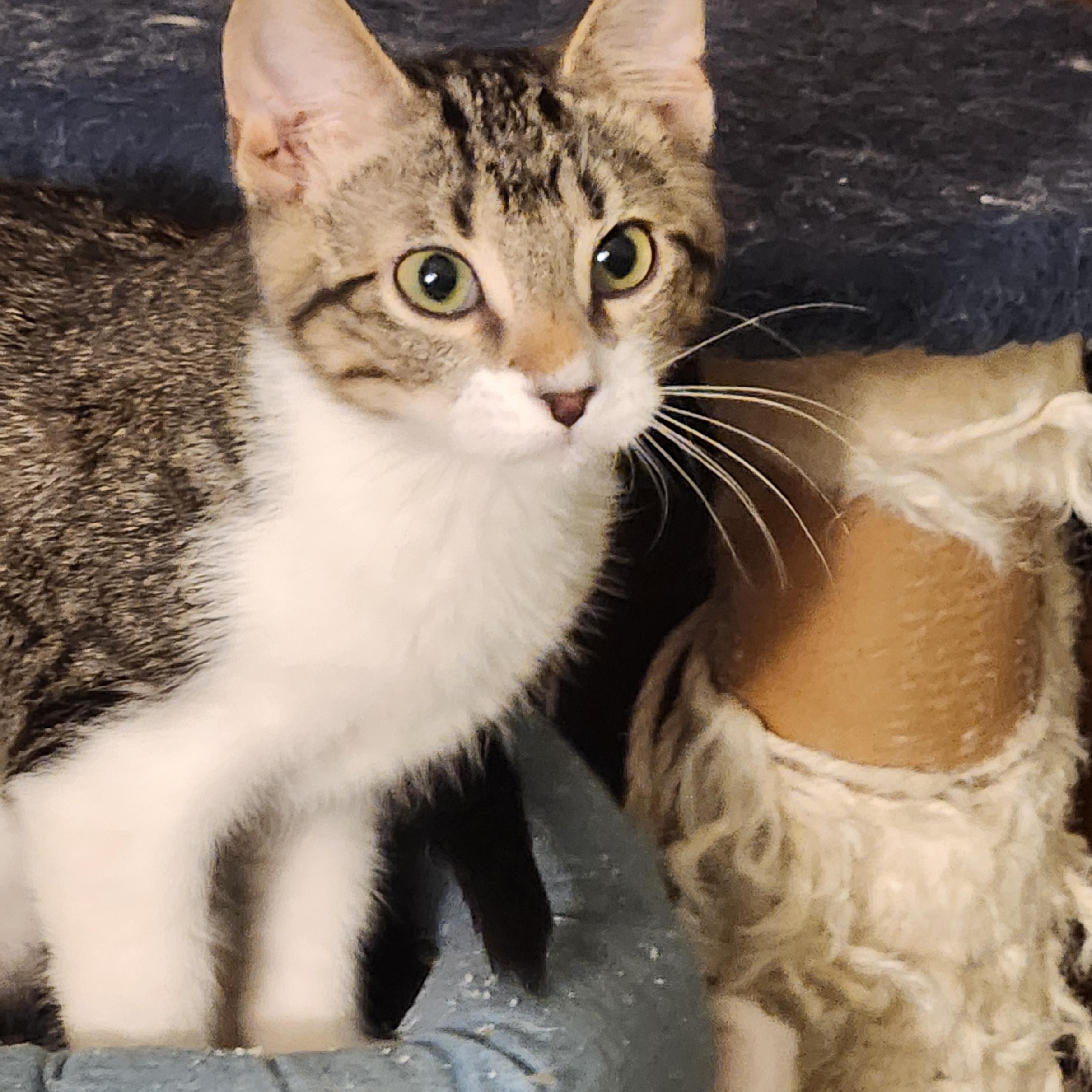 Oliver or Ollie, Adoptable, Kitten Male Domestic Short Hair.