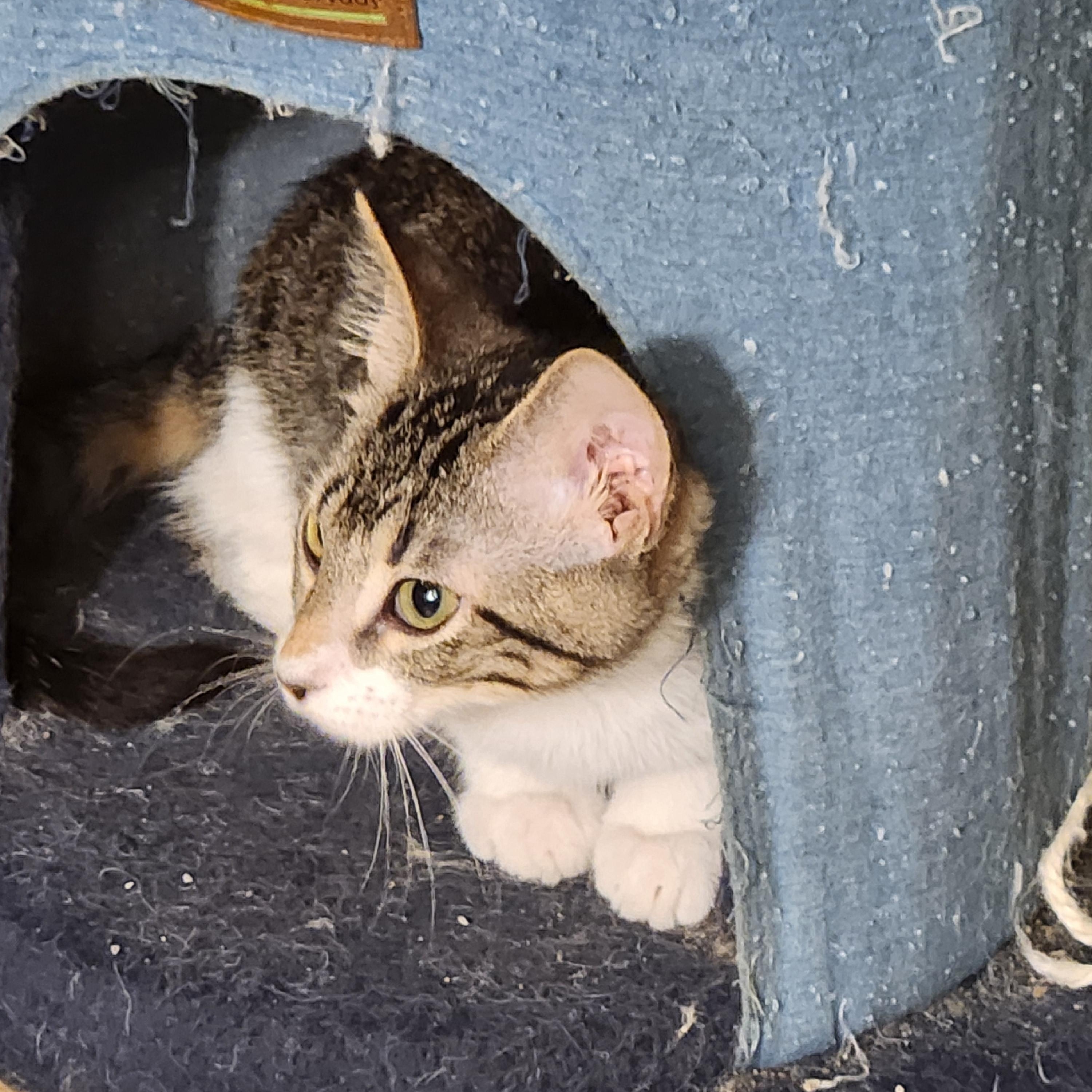 Enlarge Oliver or Ollie, an adoptable Domestic Short Hair in Faribault, MN image 2/2