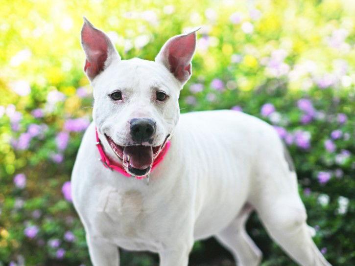 LACEY, Adoptable, Senior Female American Staffordshire Terrier.