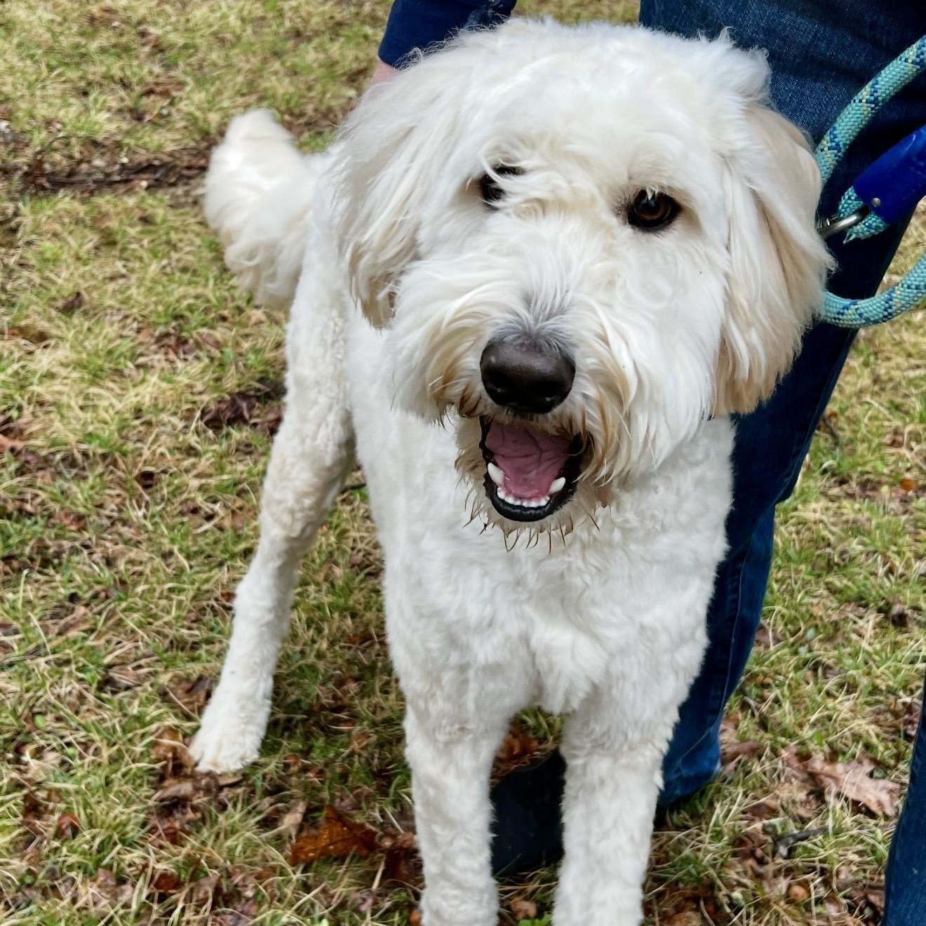 Enlarge Falcor , an adopted mixed breed in Pelham, NH image 2/5