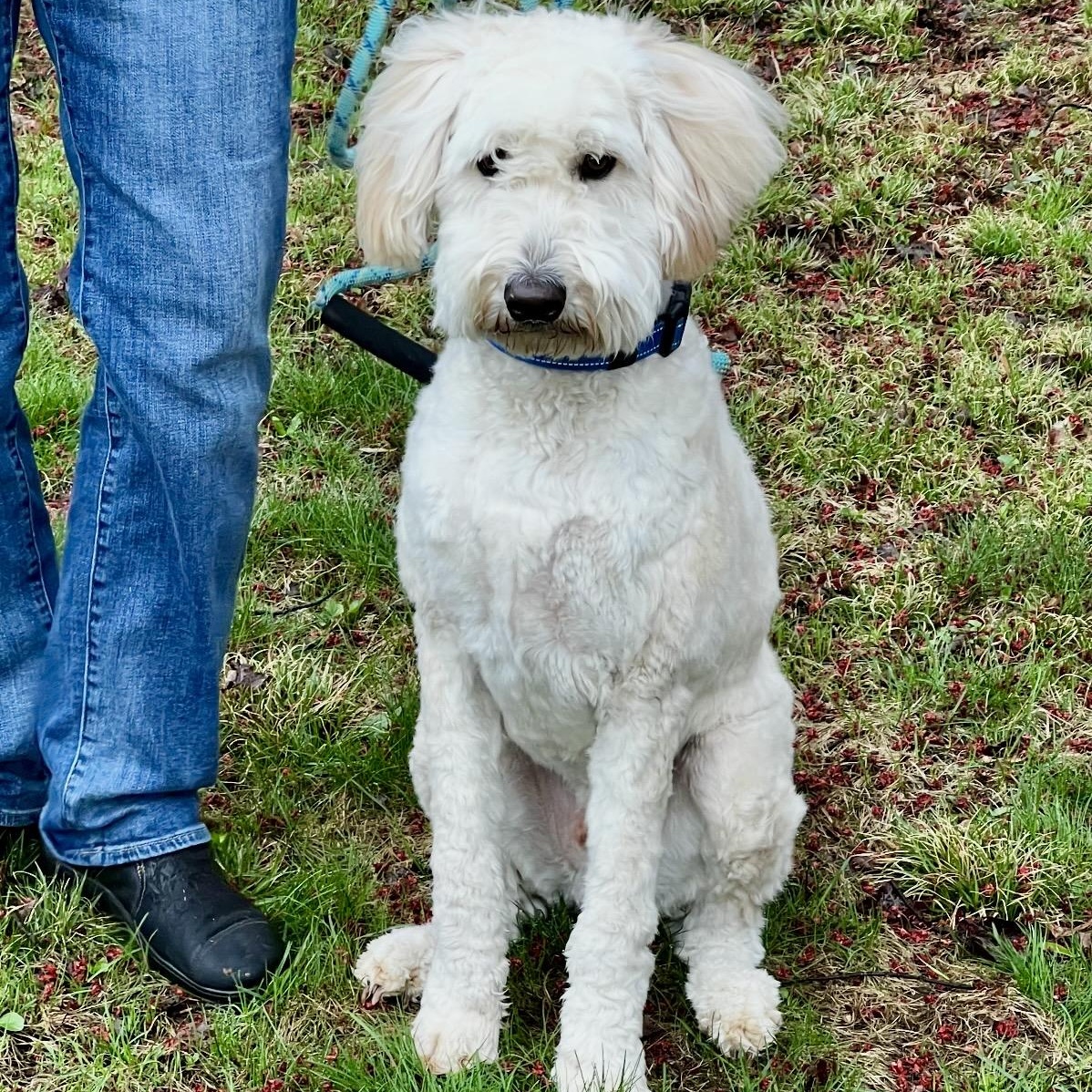 Enlarge Falcor , an adopted mixed breed in Pelham, NH image 3/5