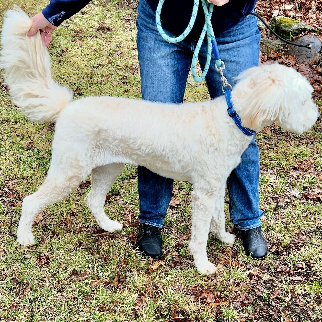 Enlarge Falcor , an adopted mixed breed in Pelham, NH image 4/5