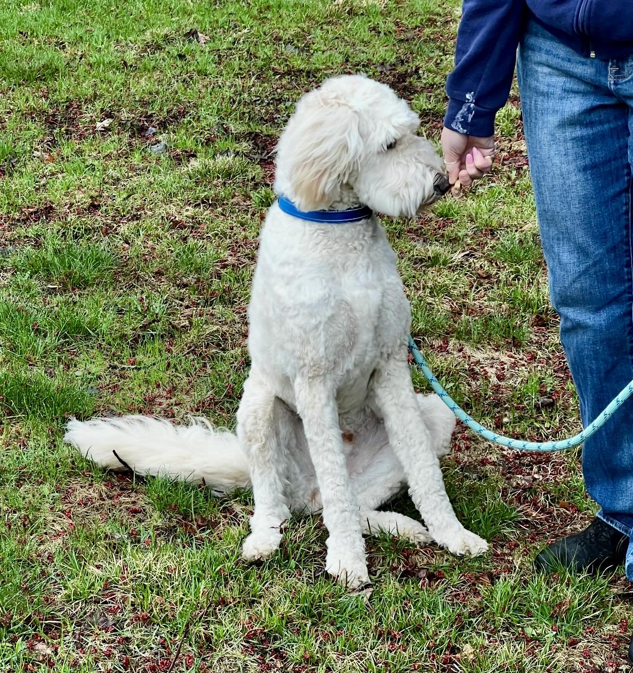 Enlarge Falcor , an adopted mixed breed in Pelham, NH image 5/5