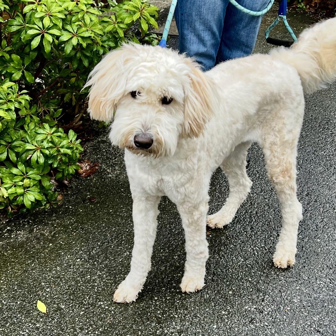 Enlarge Falcor , an adopted mixed breed in Pelham, NH image 1/5