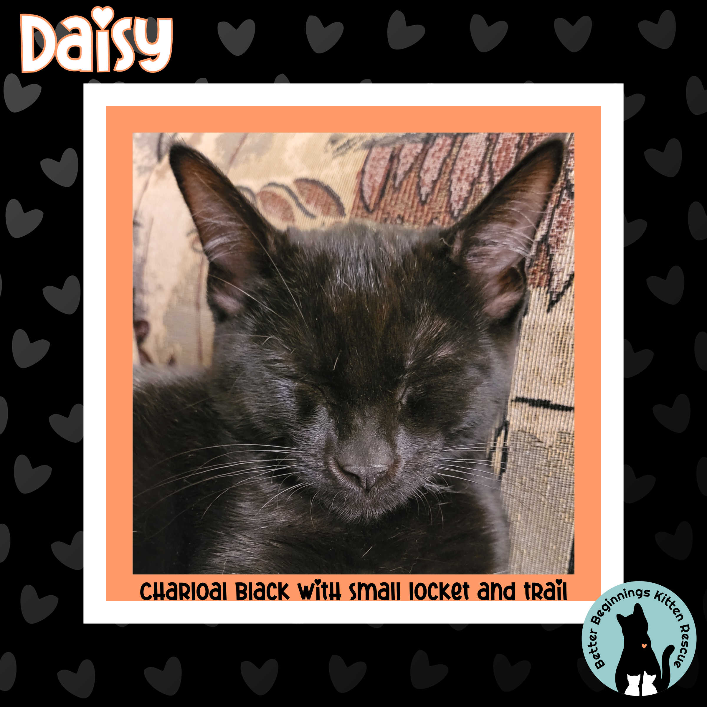 Enlarge Daisy, a Adopted Domestic Short Hair in Kamloops, BC image 1/5