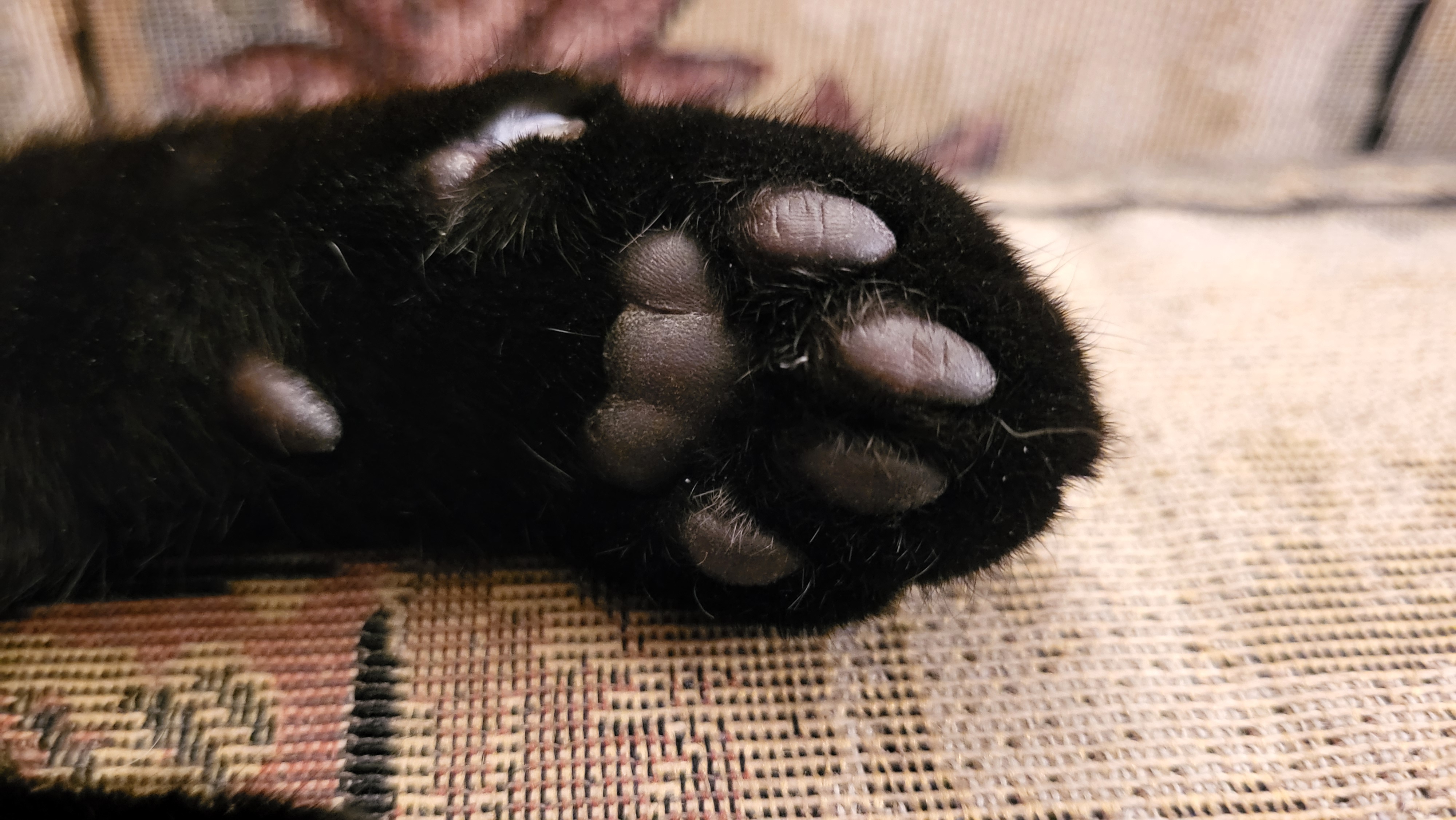 Enlarge Daisy, a Adopted Domestic Short Hair in Kamloops, BC image 3/5