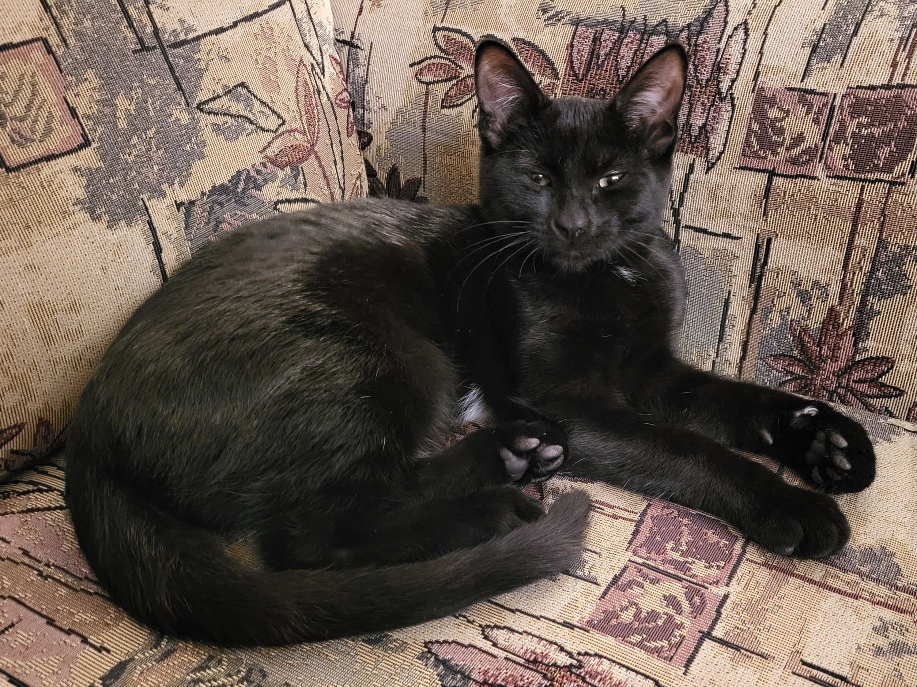 Enlarge Daisy, a Adopted Domestic Short Hair in Kamloops, BC image 2/5