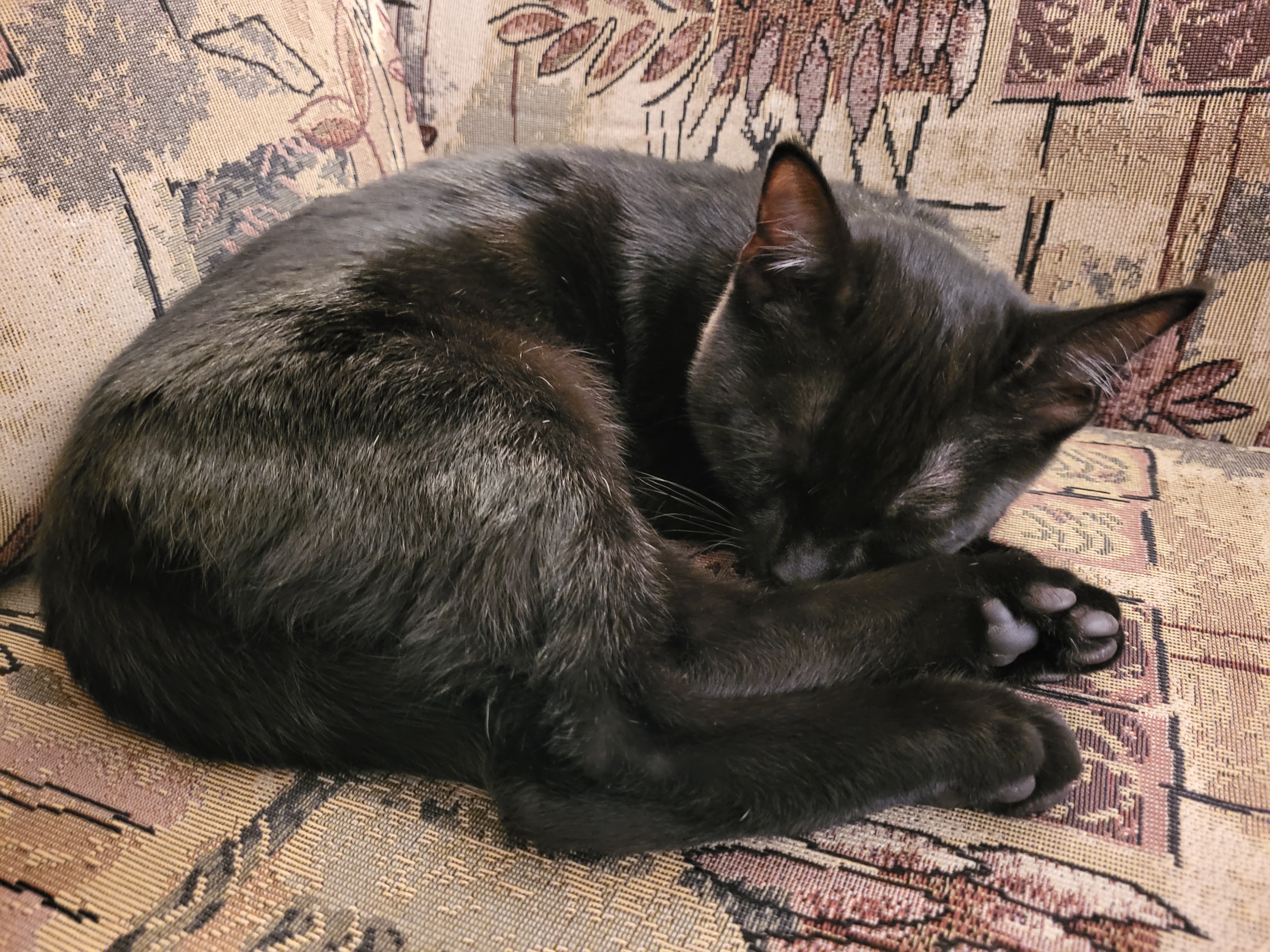 Enlarge Daisy, a Adopted Domestic Short Hair in Kamloops, BC image 4/5