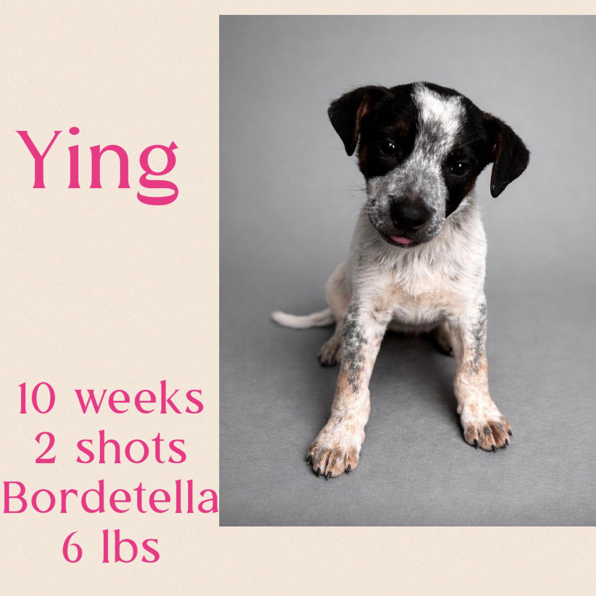 Ying, ADOPTABLE, Young Female Terrier.