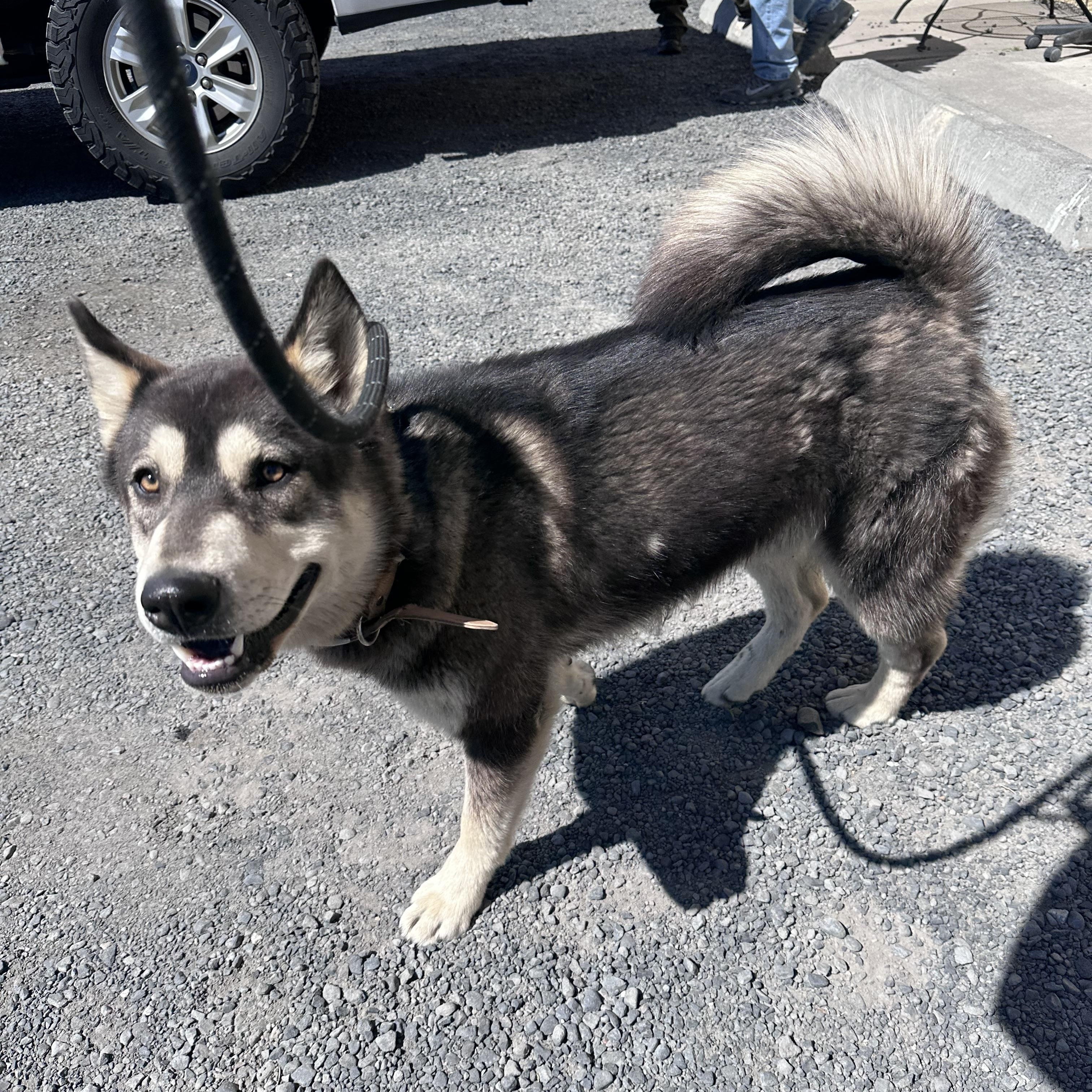 Checkers, ADOPTABLE, Young Male Shiba Inu.