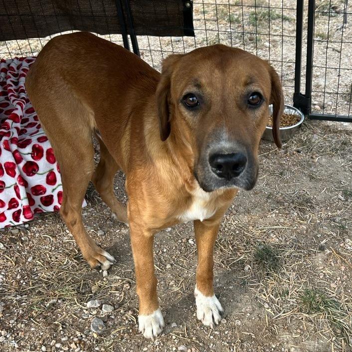 Ketchem, Adoptable, Adult Male Anatolian Shepherd & Mixed Breed.