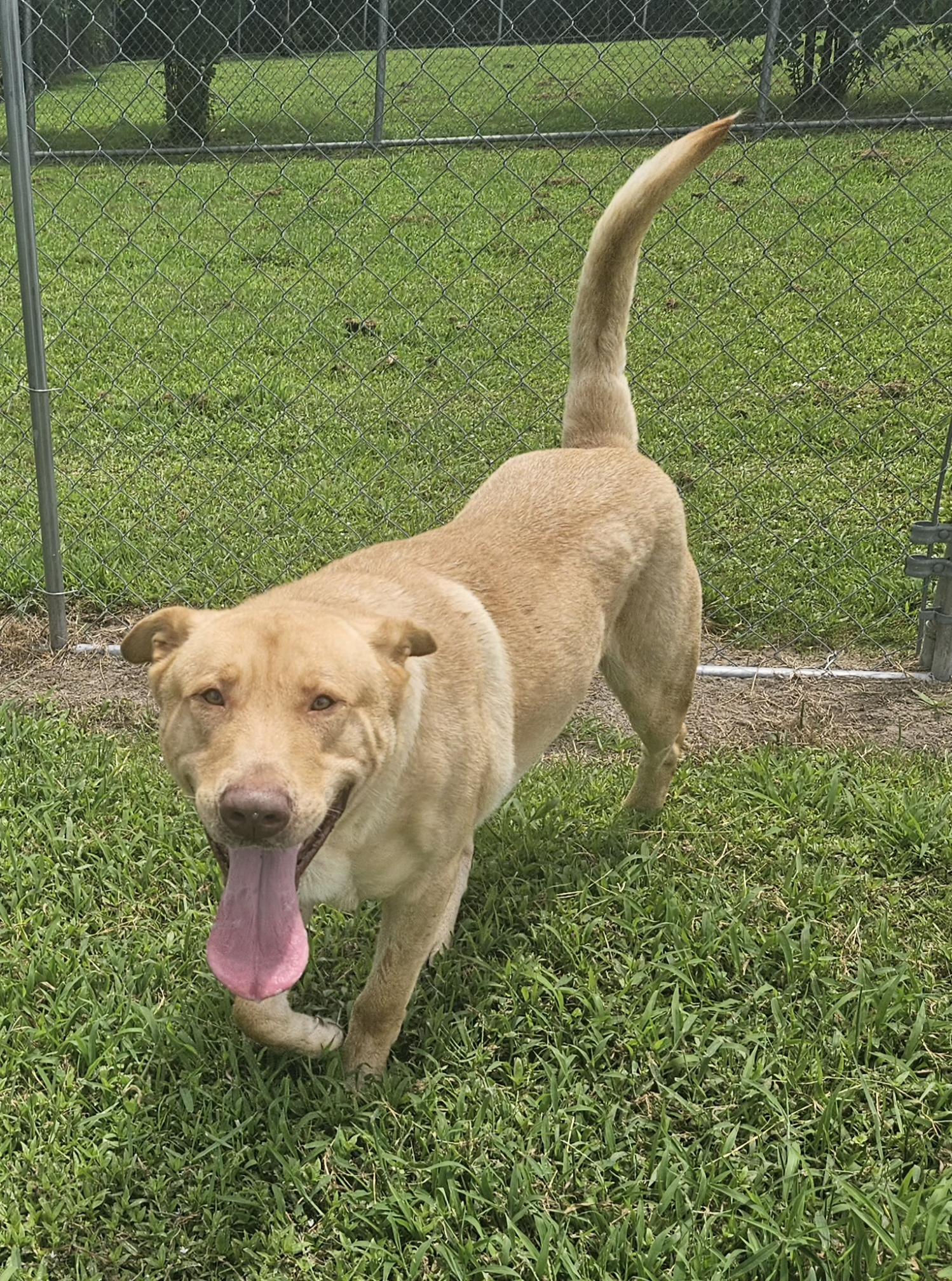 Adoption fee includes age-appropriate vaccinations spayneuter heartworm test and microchip Dog