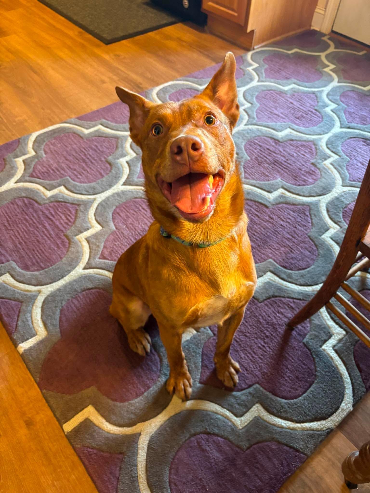 Enlarge Neville, a ADOPTABLE mixed breed in Maryville, TN image 4/6