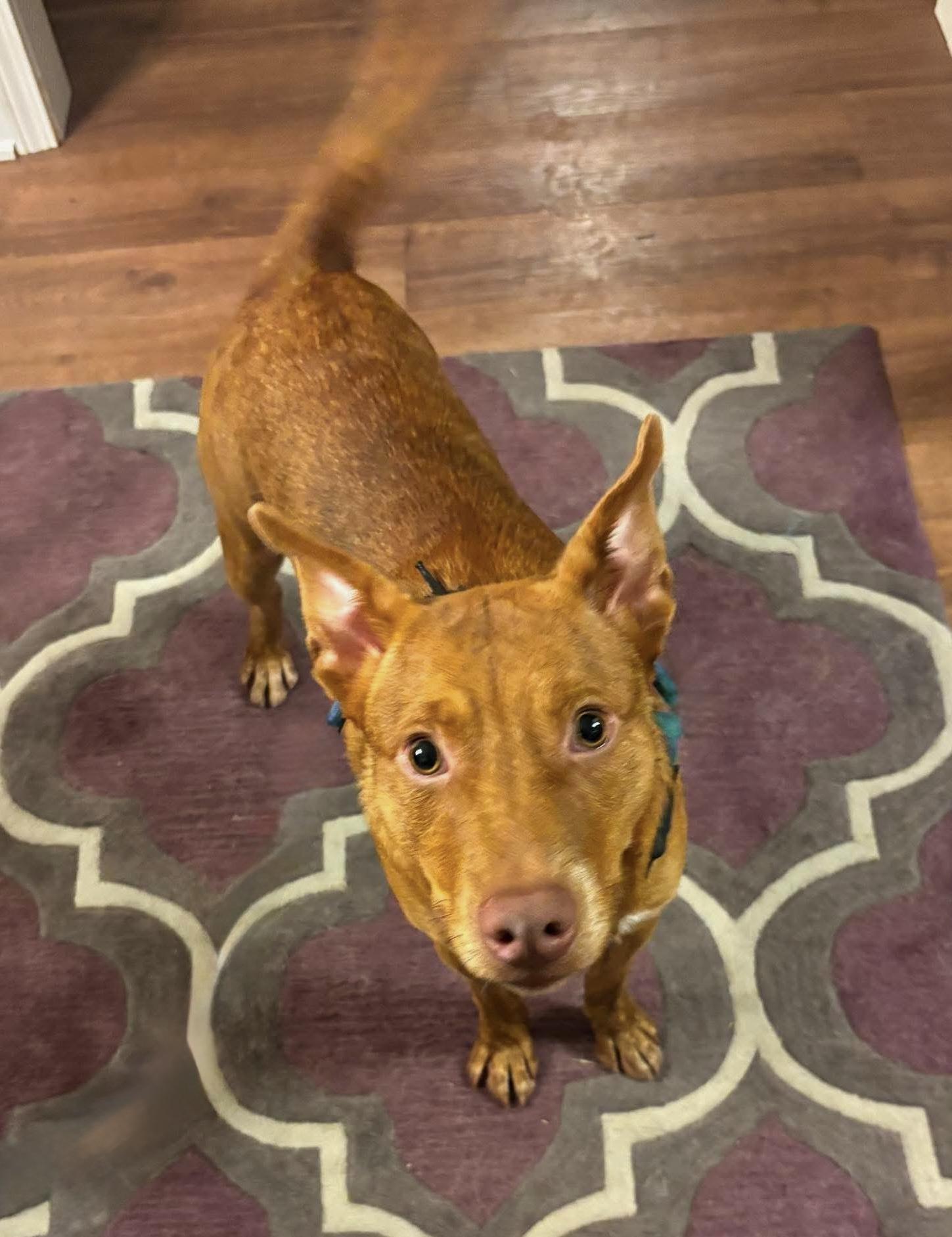 Enlarge Neville, a ADOPTABLE mixed breed in Maryville, TN image 3/6