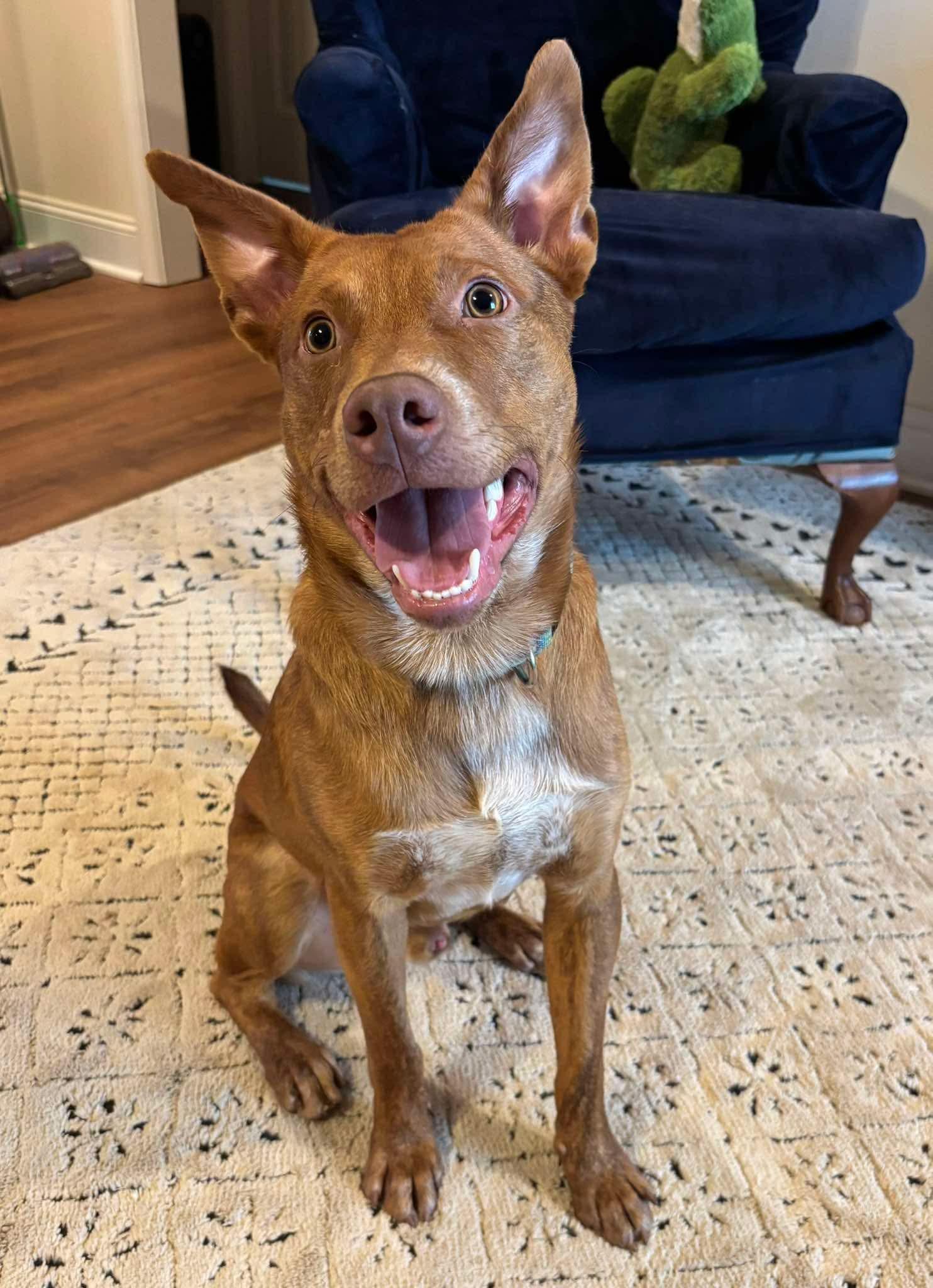 Neville, ADOPTABLE, Puppy Male Cattle Dog & Catahoula Leopard Dog.