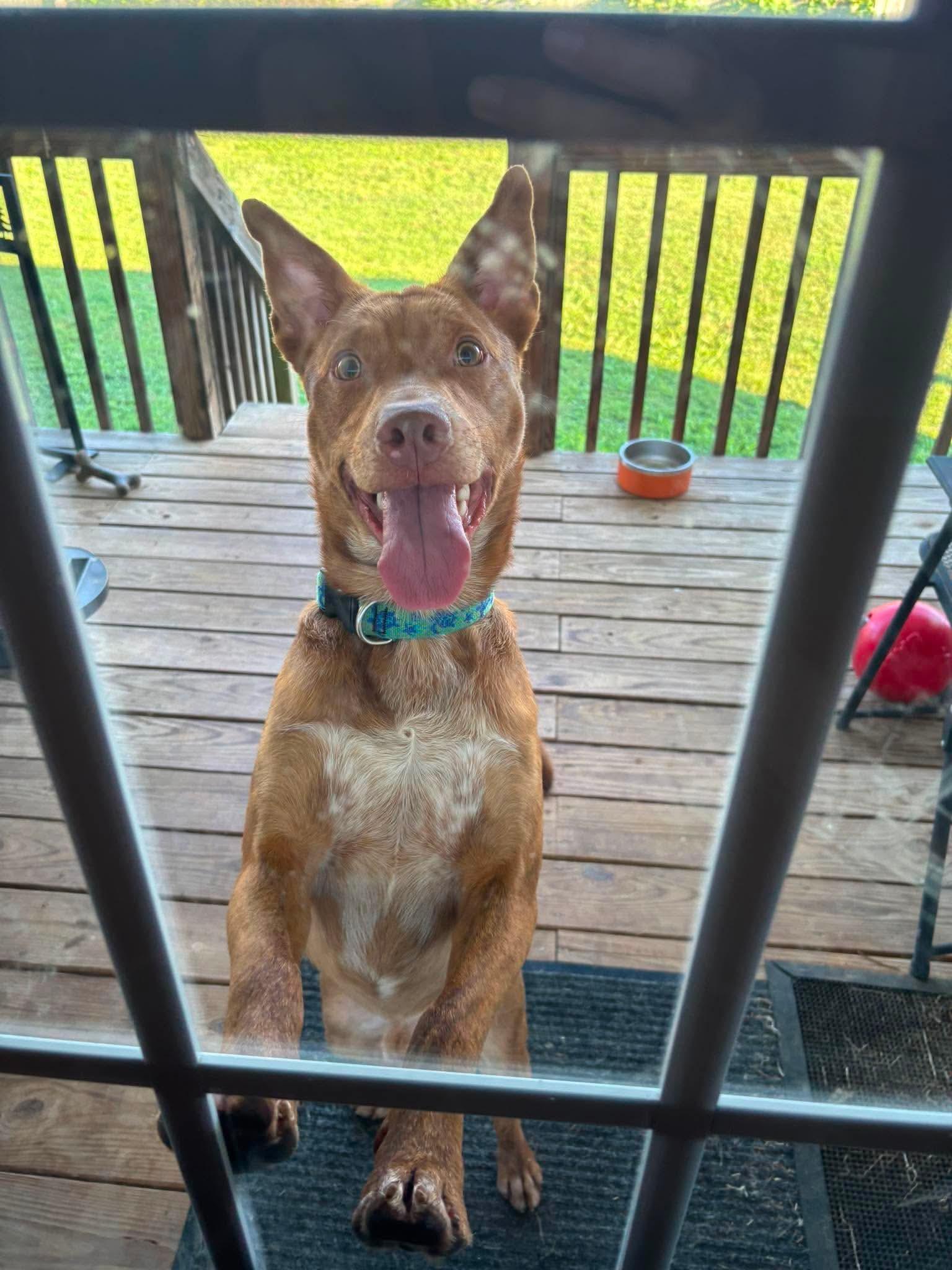 Enlarge Neville, a ADOPTABLE mixed breed in Maryville, TN image 5/6