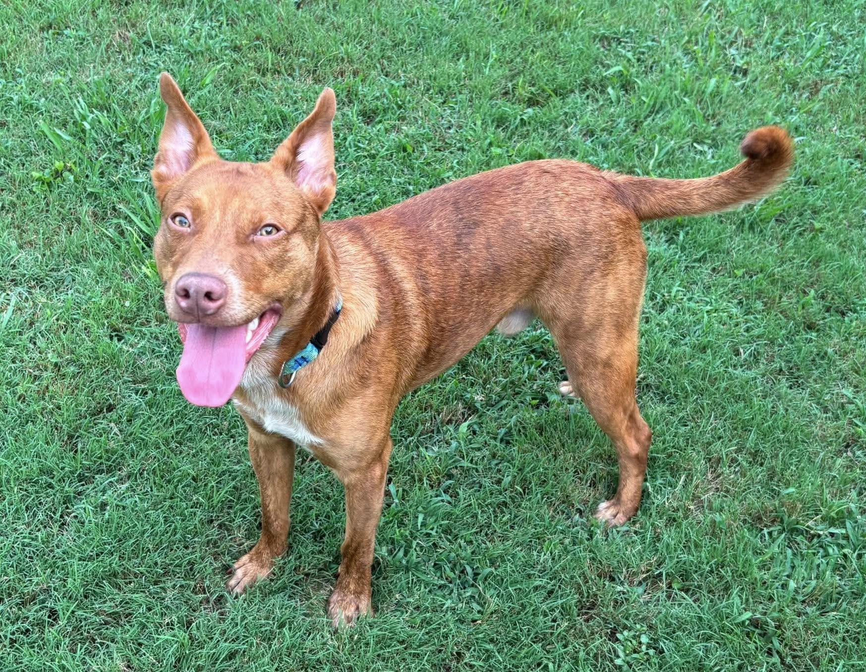 Enlarge Neville, a ADOPTABLE mixed breed in Maryville, TN image 2/6