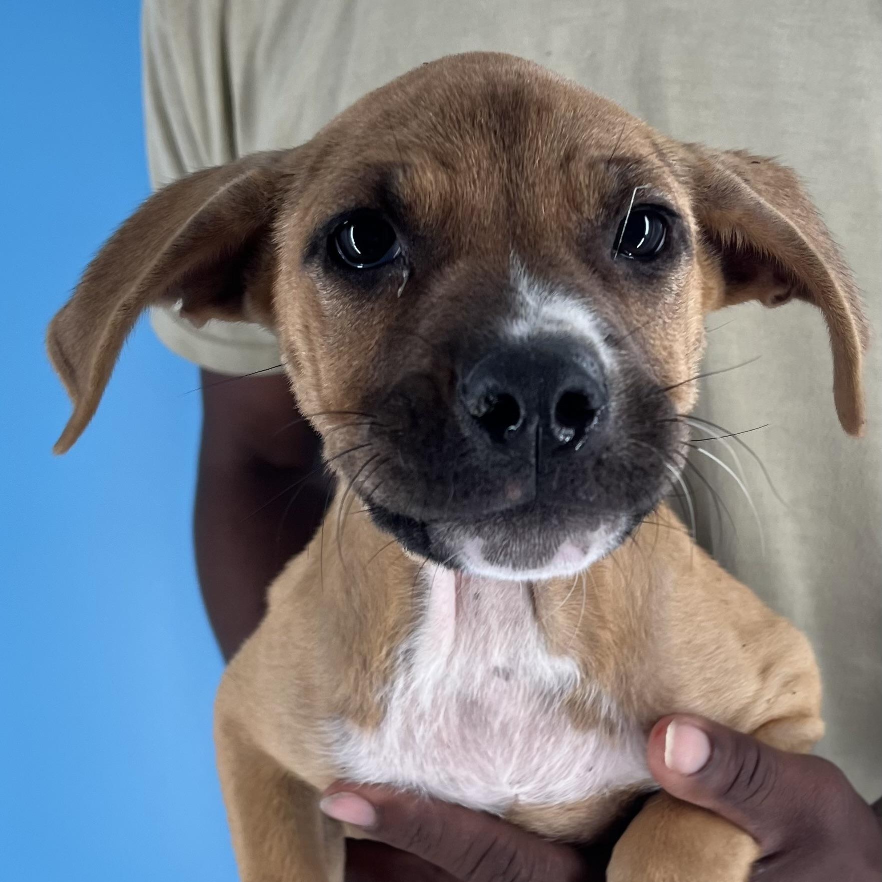 Rudy - Local July 25-27, Baby Male Labrador Retriever