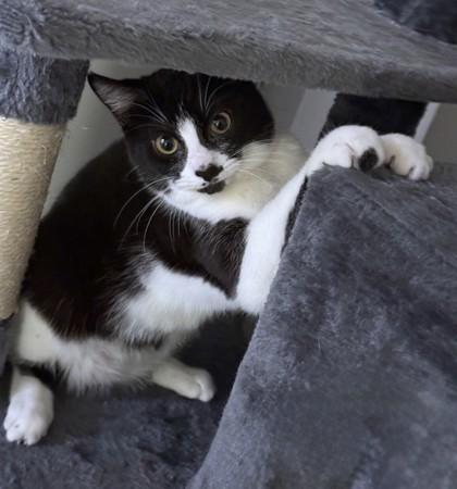 Bella, Adoptable, Kitten Female Domestic Short Hair & Domestic Short Hair.