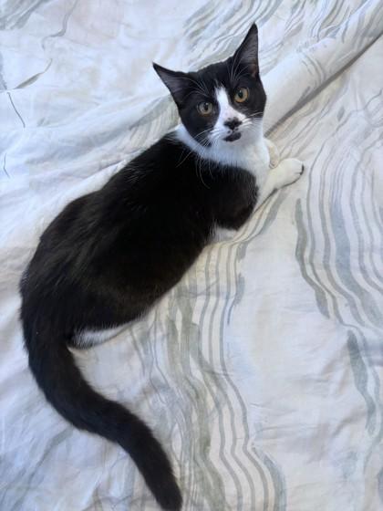 Enlarge Bella, a Adoptable mixed breed in Washington, DC image 2/3