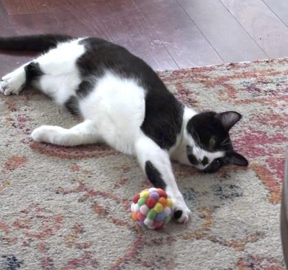 Enlarge Bella, a Adoptable mixed breed in Washington, DC image 3/3