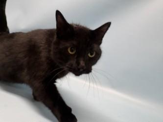 Enlarge Luffy, a Adoptable mixed breed in Coon Rapids, MN image 1/2
