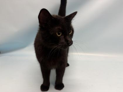 Enlarge Luffy, a Adoptable mixed breed in Coon Rapids, MN image 2/2