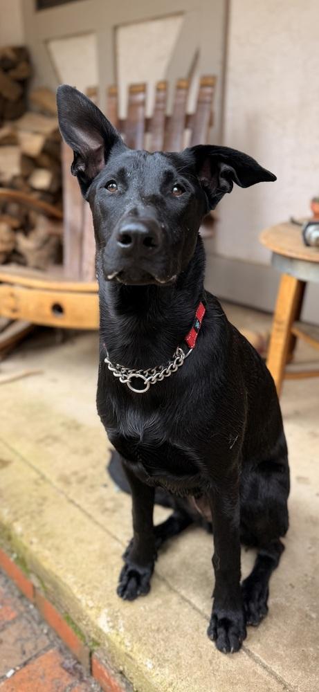 Bandit, Adoptable, Puppy Male German Shepherd Dog.