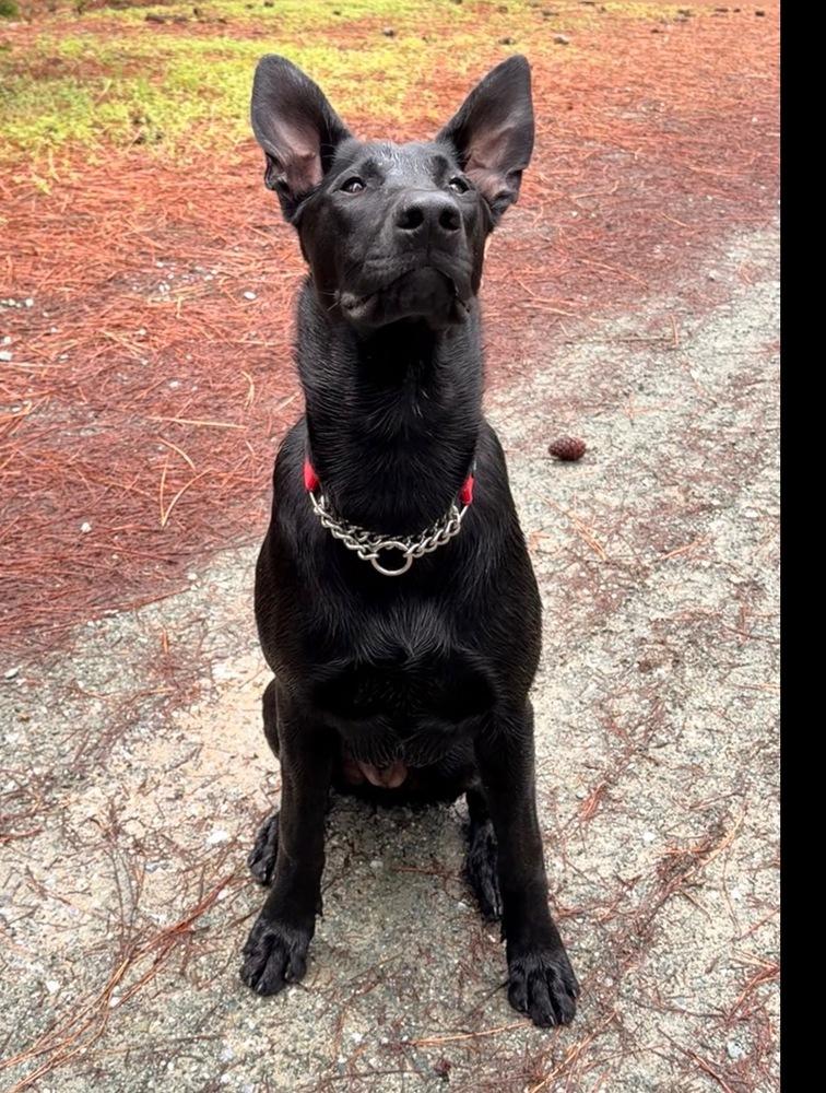 Enlarge Bandit, a Adoptable mixed breed in Pleasant Hill, CA image 2/6