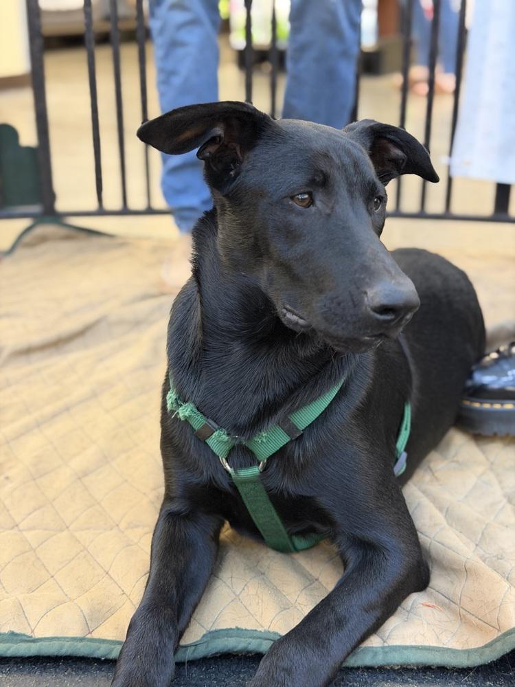 Bandit, Adoptable, Puppy Male German Shorthaired Pointer.