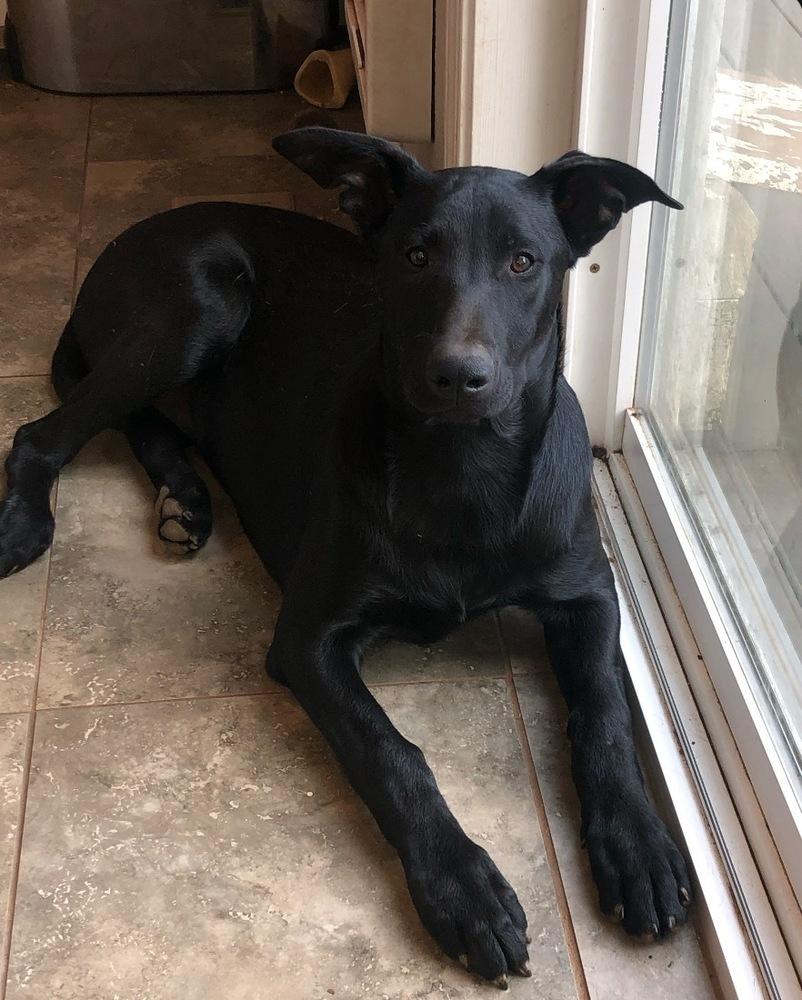 Bandit, a Adoptable mixed breed in Pleasant Hill, CA image 2/6