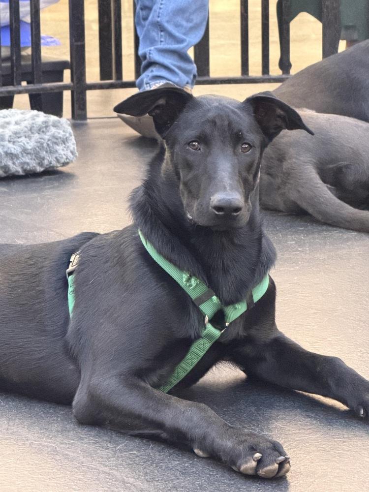 Bandit, a Adoptable mixed breed in Pleasant Hill, CA image 4/6