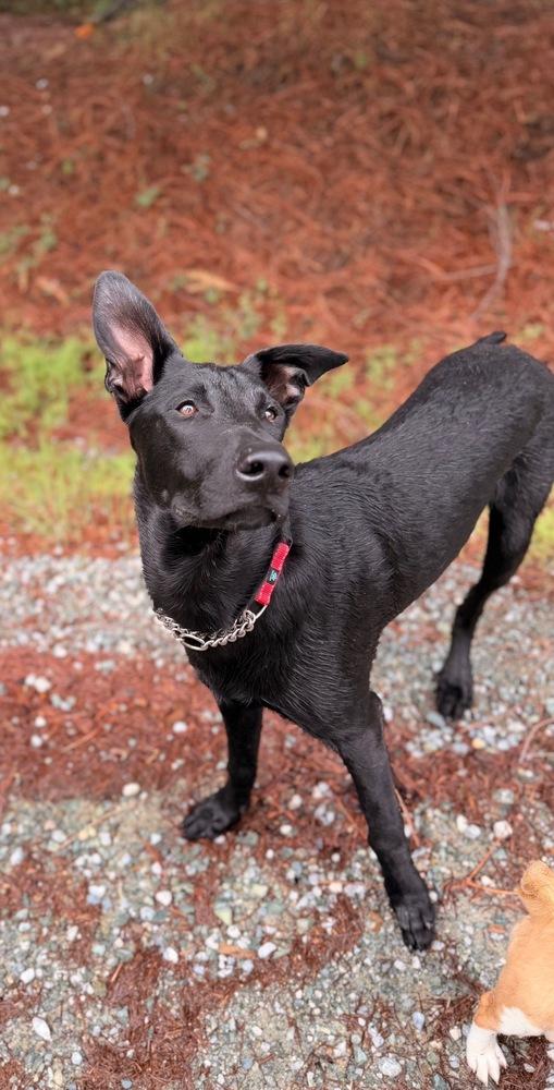 Enlarge Bandit, a Adoptable mixed breed in Pleasant Hill, CA image 3/6