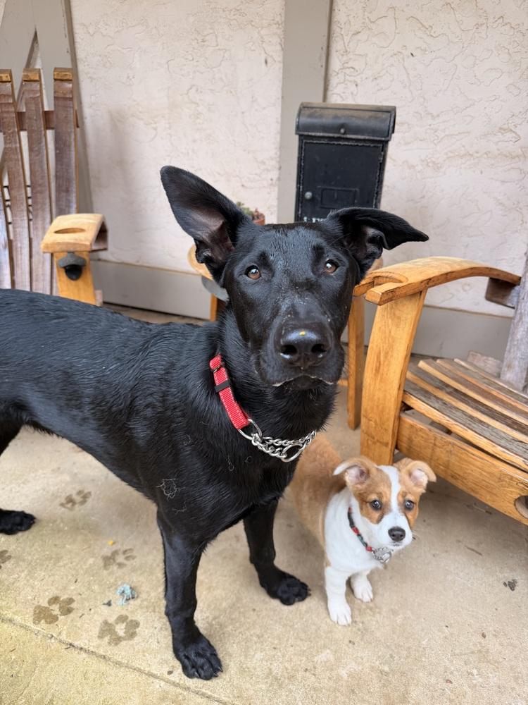 Enlarge Bandit, a Adoptable mixed breed in Pleasant Hill, CA image 4/6