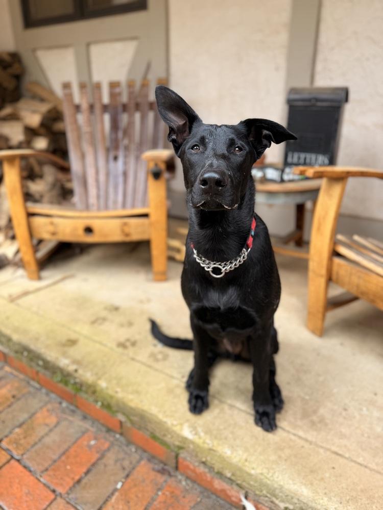 Enlarge Bandit, a Adoptable mixed breed in Pleasant Hill, CA image 5/6